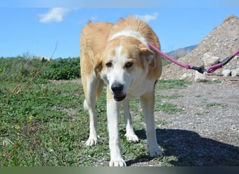 Churi, liebevolle, verschmuste grosse feine Lady