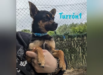 Turrón1 11/2023 (ESP) - sympathischer und aufgeschlossener, kleiner Pinscher-Mix!