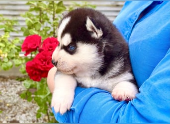 FCI Pedigree Blue Eyed Black & White Siberian Husky Champion Puppy
