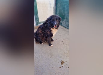 Corwin Border Collie Mix sucht ein liebes Zuhause oder erfahrene Pflegestelle