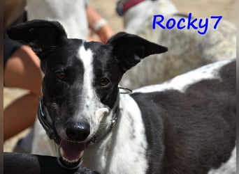 Rocky7 02/2023 (ESP) - sozialer, freundlicher und verschmuster Galgo!