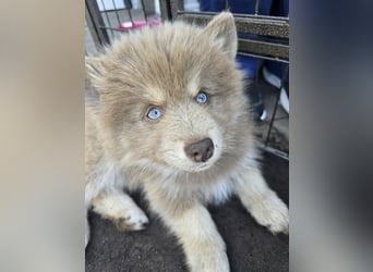 Zauberhafte Pomsky Welpen suchen ab sofort ihr neues Zuhause!