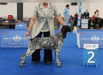 Braque d'Auvergne (Auvergne Vorstehhund) Welpe