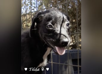 Teddy und seine Geschwister suchen ab September ein Zuhause