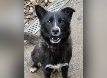 Charmanter LEWI ist ein lustiger und freundlicher Hundebub