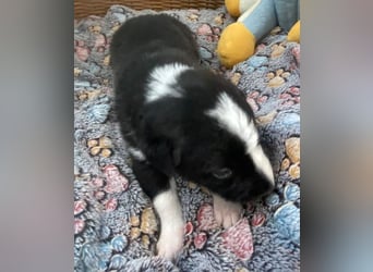 Border Collie Mischlings Welpen