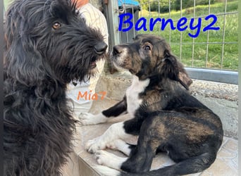 Barney2 geb. 02/2025 (GRC) - verschmuster und verspielter, charmanter Griechischer Hirtenhund Welpe!