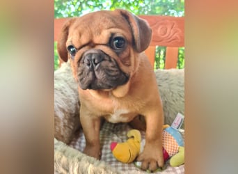 Vergnügte Frops Kinder  (Französische Bulldogge + Mops )
