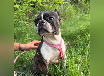 Venus - Klein, klug, kuschelig: Boston Terrier Lady auf der Suche nach Liebe ❤️