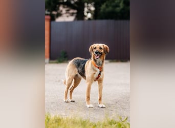 Freundliche Lilo sucht ihre Menschen