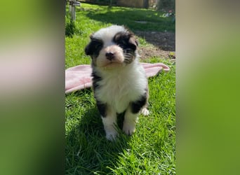 Knuddelige Australian Shepherd Welpen suchen Stellung für's Leben