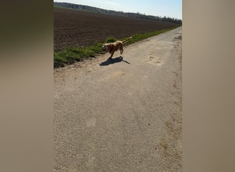 ZARA ❤️ ein süßer Schatz, Pflegefamilie Elsdorf