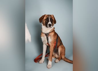 KAIO - Junghund sucht seine Herzensmenschen