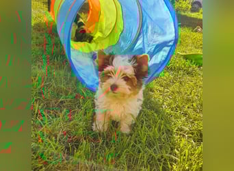 Biewer Yorkshire Terrier a la PomPon reinrassig / selten