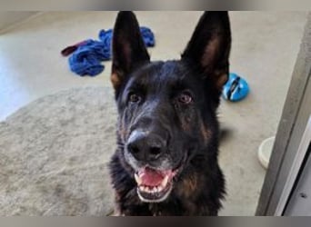 Dringend!!!, Hektor, ein Deutscher Schäferhund auf der Suche nach einem Zuhause