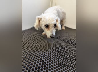 MILA - die liebe kleine Maus ist noch etwas zurückhaltend und sucht eine liebevolle Familie