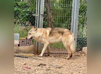 LOBO-Zuhause für besonderen, außergewöhnlichen, faszinierenden Hundebub wartet auf „seine Menschen“.