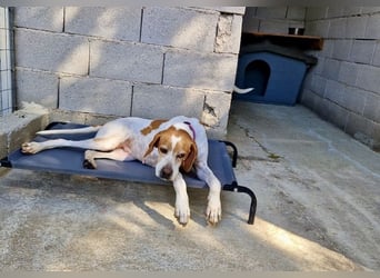 Süße und liebevolle Pointer Mix Hündin EMMA sucht eine Familie