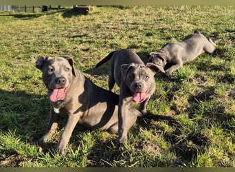 Süße Labradorweimaraner/ American Bully (Pocket)