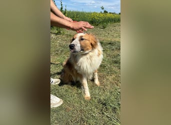 Wunderschöner „Hope“ Collie Mix ca. 6 Jahre auf der Suche nach dem Glück