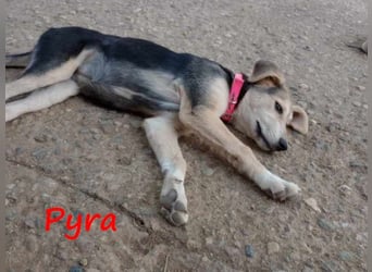 Pyra 05/2023 (GRC Pflegestelle) - verschmuste und ausgeglichene, süße Junghündin!