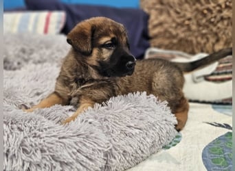 PUKO ❤️ knuffiger Teamplayer