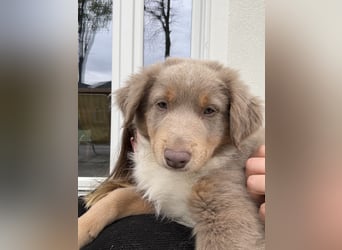 Loki der Kuschler