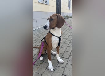 Valentina – Lebensfreude auf vier Pfoten sucht aktives Zuhause