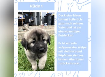 Süße Sarplaninac Welpen (Hirtenschutzhund/Schäferhund) suchen neues Zuhause. Noch 2 Welpen verfügbar
