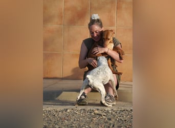 CARLA-alle lieben diese Kuschelmaus - wo ist ihre liebevolle Familie?
