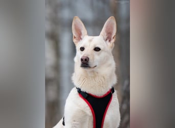 Vorsichtiger Theo sucht liebevolles Zuhause