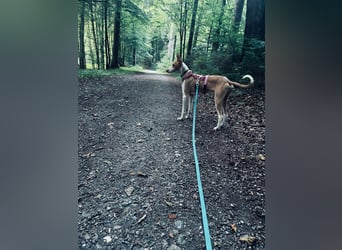Frodo ein toller Kerl !
