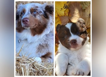 Mini Australian Shepherd Welpen