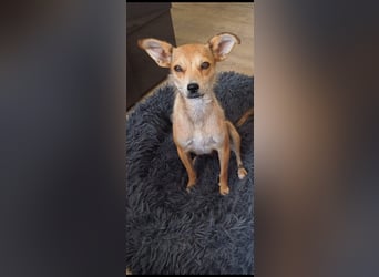Pixie - Zarte Mama sucht ein eigenes Körbchen