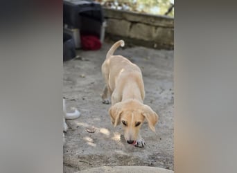 Samos sucht Traumzuhause!