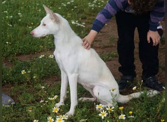 Mykeme (Spanien) - zarte Podenco-Mischlingshündin