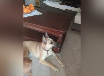 Liebe PRINCESA sucht ihr Traumkörbchen