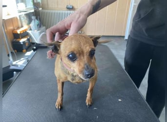 Pitypang sucht Gnadenplatz