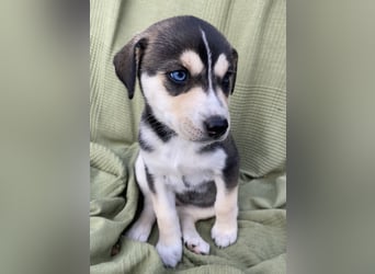 Zuckersüße Husky Mischlings Hündinnen