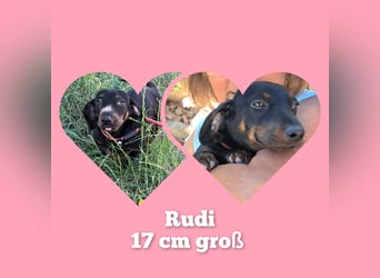Mini Dackelmix Rudi möchte Rumänien schnell verlassen