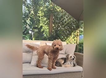 Maltipoo