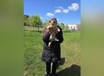 Shiba inu Welpen.   vom Haus Joe   ,Liebhaberzucht