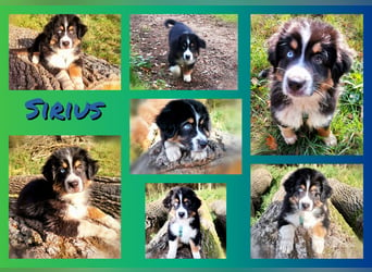 Reinrassige Australian Shepherd Welpen aus einer Spitzenverpaarung mit ASCA Papiere....