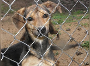 Deutschlandweit Pflegestellen für Hunde gesucht