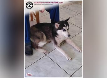 Bildhübsche Aika sucht ihr Zuhause für immer