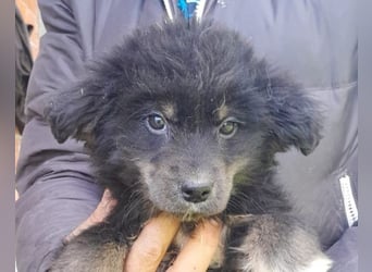 Sina ❤️ junge, aktive Husky-Mix Dame