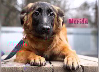 Merida geb. 04/2024 - neugierige, verschmuste traumhaft hübsche Junghündin!