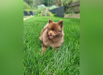 Lio - ist aktiv und liebt Ball spielen