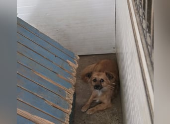 Sly, 3 ½ jähriger Bub, klein, schüchtern, sozial, interessiert
