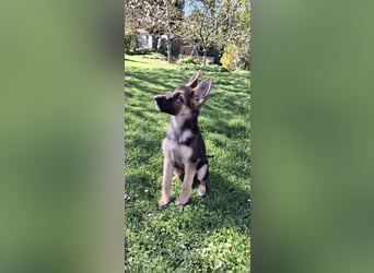 reinrassige Schäferhundwelpen (weiblich)
